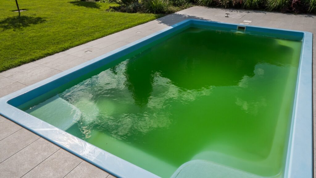 algae in pool